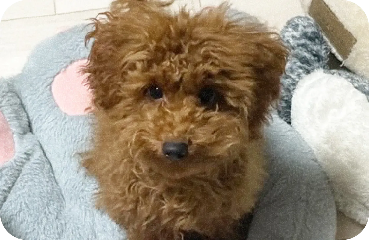 愛犬（ぷちぃくん）