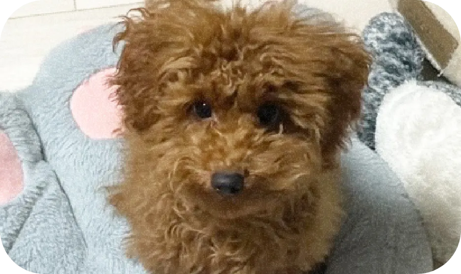 愛犬（ぷちぃくん）